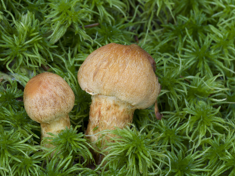 Cortinarius limonius